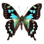 GRAPHIUM STRESEMANNI